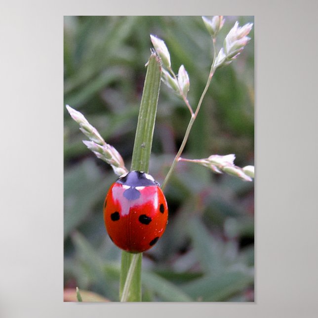 Ladybug Poster (Framsidan)