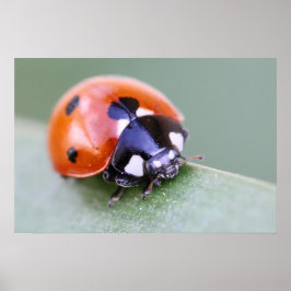 Ladybug Poster