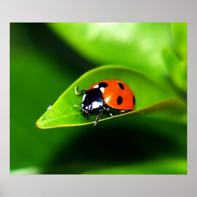 Ladybug Poster (Framsidan)