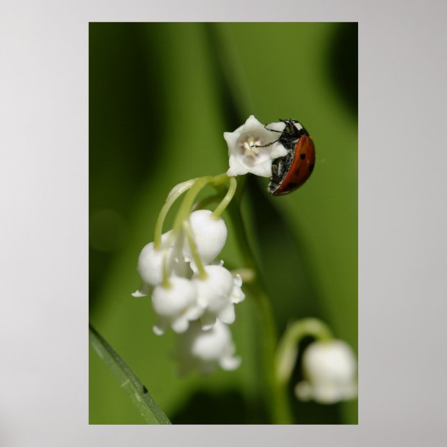 Ladybug Poster (Framsidan)