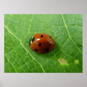 Ladybug Poster