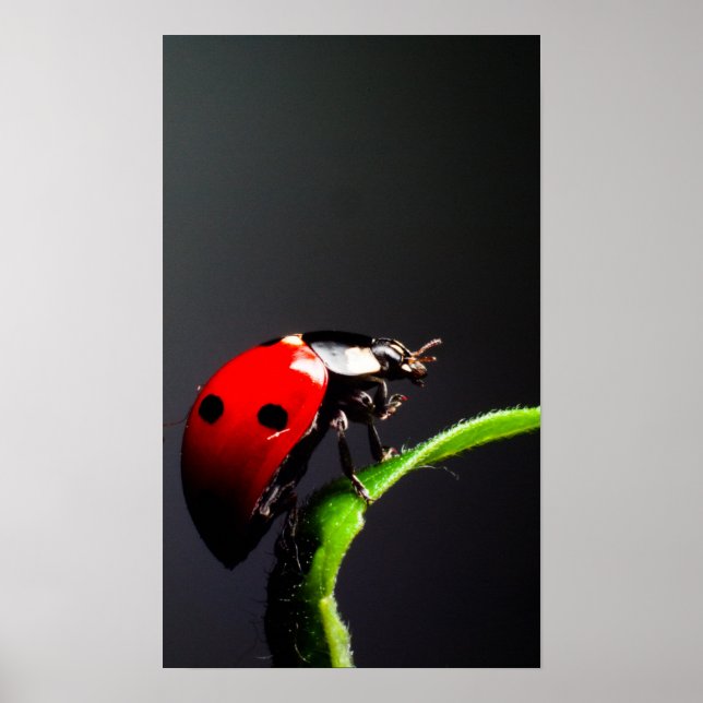 Ladybug Poster (Framsidan)