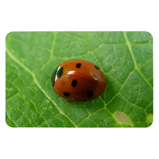 Ladybug Premium Magnet (Horisontell)