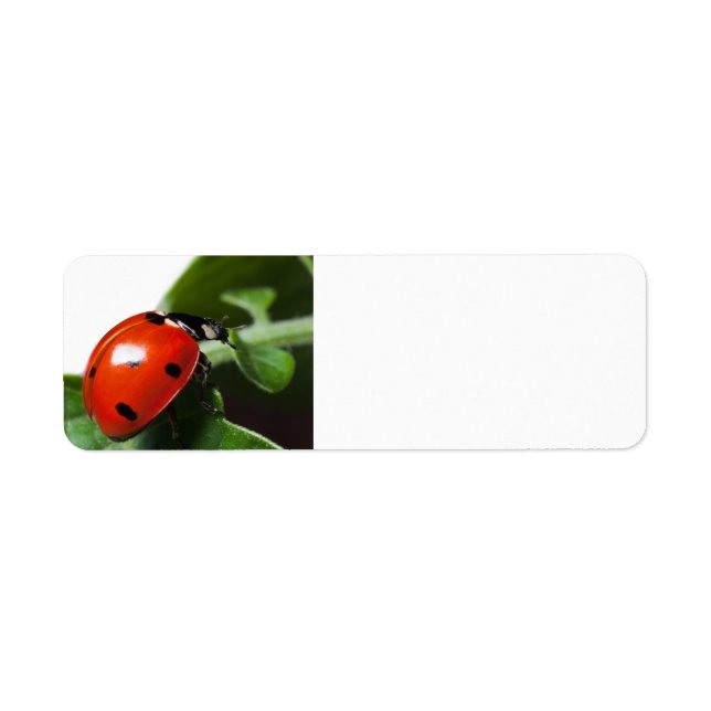 Ladybug Returadress Etikett (Framsidan)