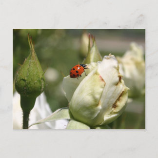 LadyBug-Rosenknopp-vykort Vykort