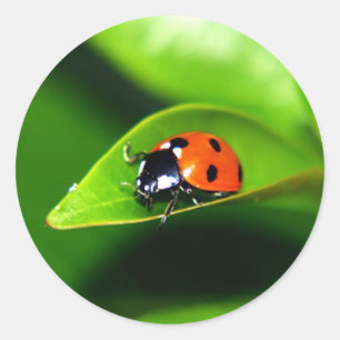 Ladybug Runt Klistermärke