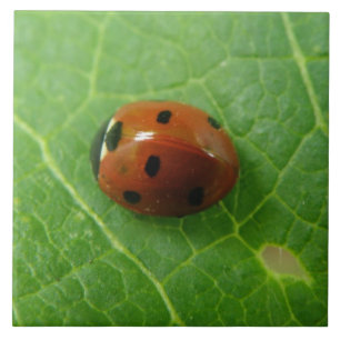 Ladybug Tile Kakelplatta