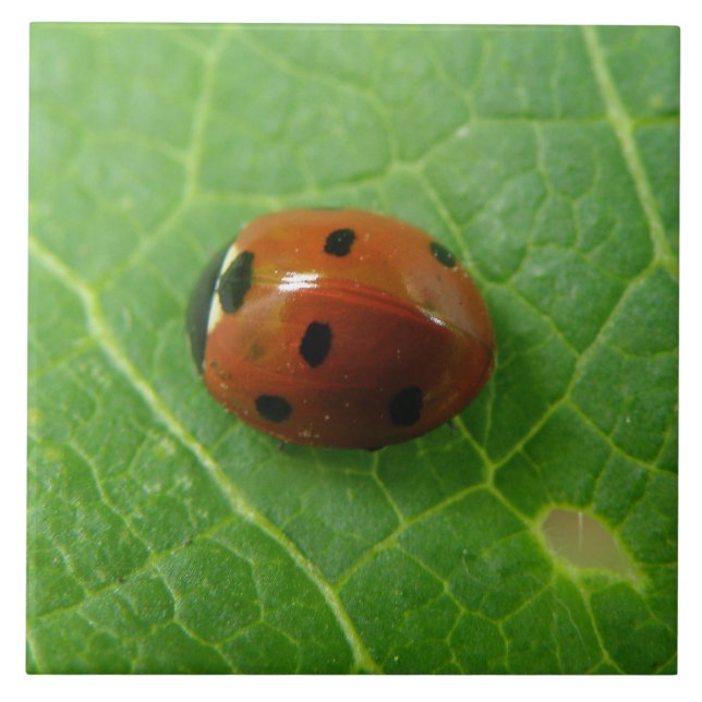 Ladybug Tile Kakelplatta (Framsidan)