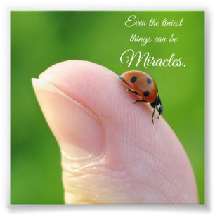 Ladybug Tiny Miracles Quote Square Photo Print Fototryck
