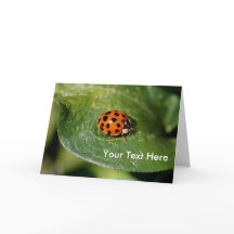 Ladybug Up Close Nature Photo Card