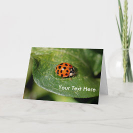 Ladybug Up Close Nature Photo Card Kort