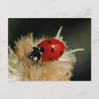 Ladybug vycard vykort