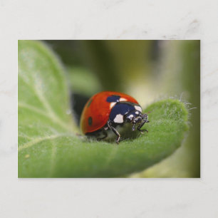 Ladybug Vykort