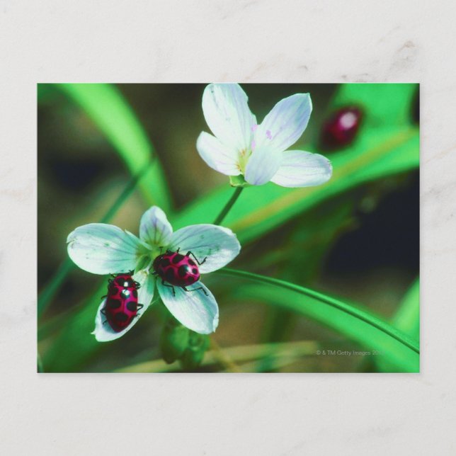 Ladybug Vykort (Framsida)