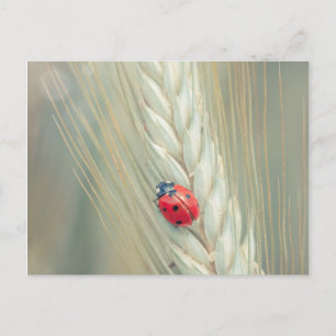 Ladybug Vykort