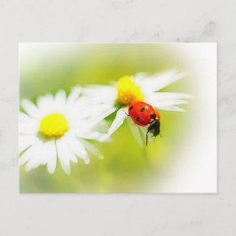 Ladybug Vykort