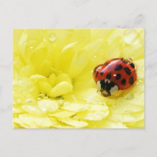 Ladybug Vykort