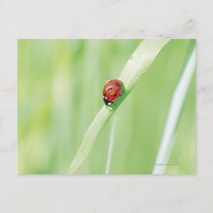 Ladybug Vykort