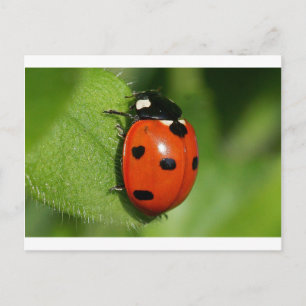 Ladybug Vykort