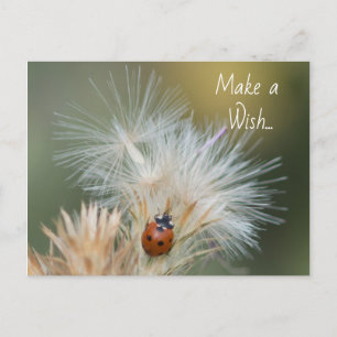 Ladybug Wish vycard Vykort