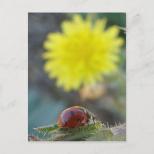 Ladybug World Postcard Vykort
