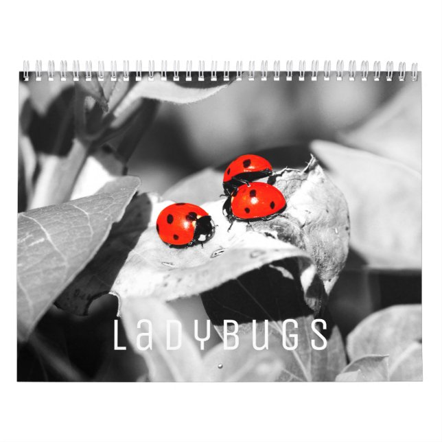 Ladybugs [1] Väggskalender Kalender (Omslag)