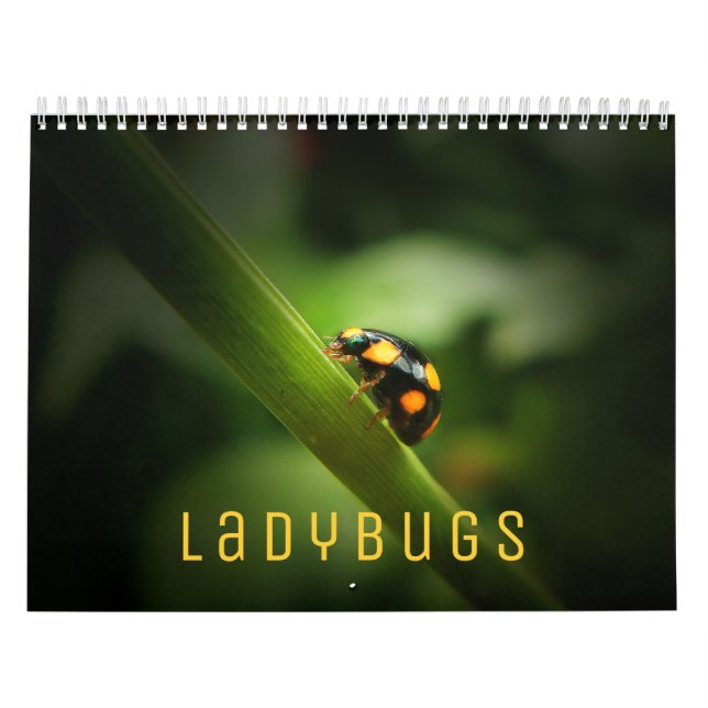 Ladybugs [2] Väggskalender Kalender (Omslag)