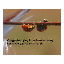 Ladybugs Attitude inspirational Confucius Quote