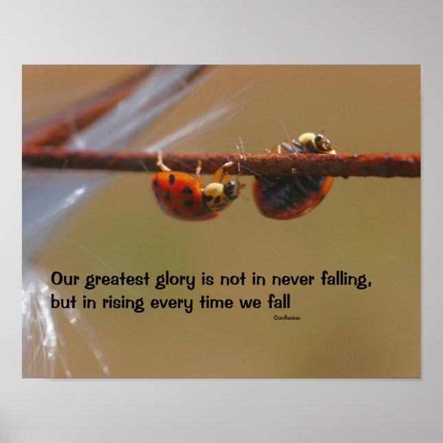 Ladybugs Attitude inspirational Confucius Quote Poster (Framsidan)