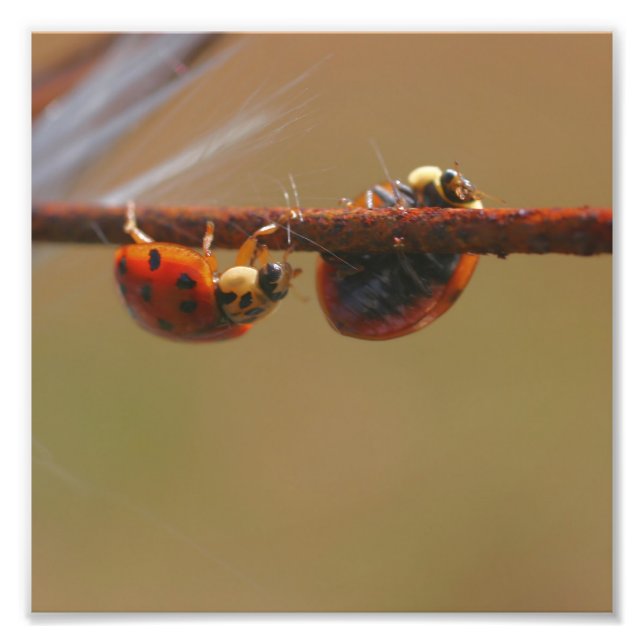 Ladybugs Balancing Close 8 x8 Fototryck (Framsidan)