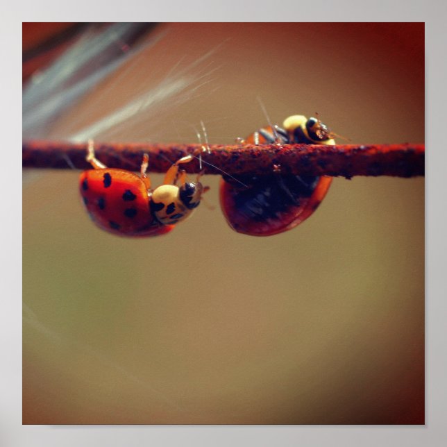 Ladybugs Balancing Close Poster (Framsidan)