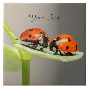 Ladybugs Beetles Ceramic Tile Kakelplatta