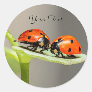 Ladybugs Beetles Classic Round Sticker Runt Klistermärke