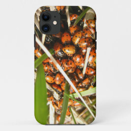 Ladybugs (Coccinellidae)