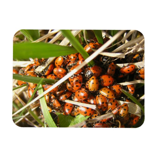 Ladybugs (Coccinellidae) Magnet (Horisontell)