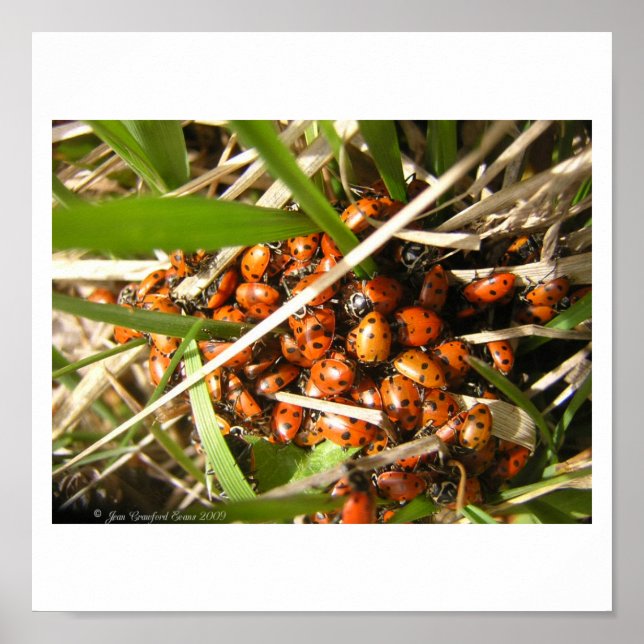 Ladybugs (Coccinellidae) Poster (Framsidan)