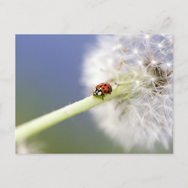 Ladybugs & Dandelion Vykort (Framsida)