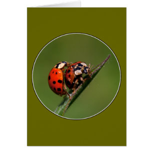 Ladybugs i Kärlek Hälsningskort