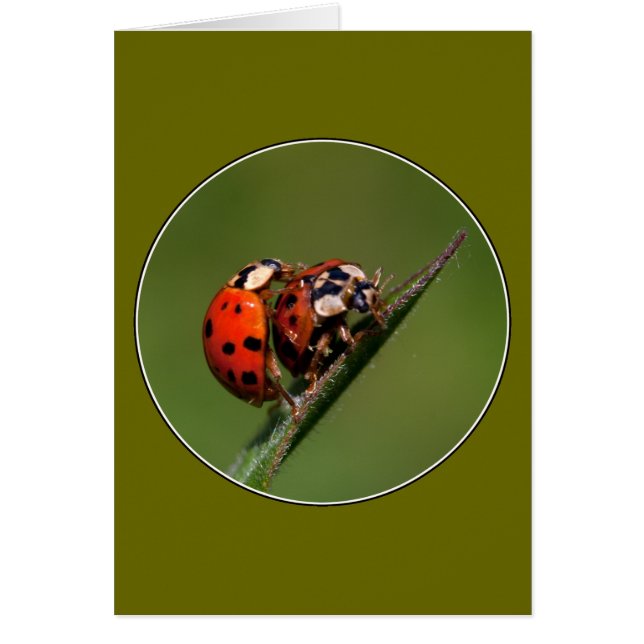 Ladybugs i Kärlek Hälsningskort (Framsidan)