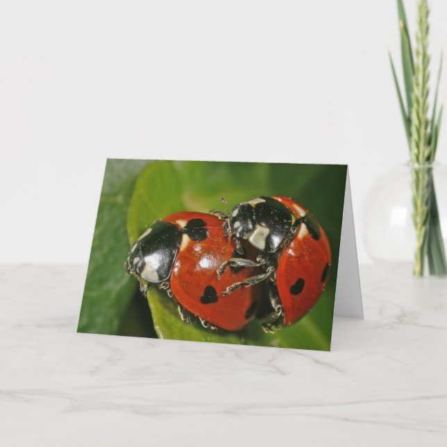 Ladybugs i Kärlek Kort (Framsida)