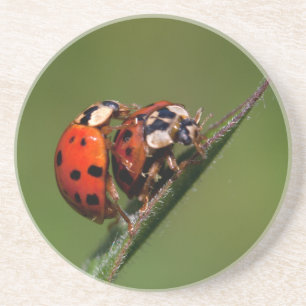 Ladybugs i Kärlek Underlägg Sandsten