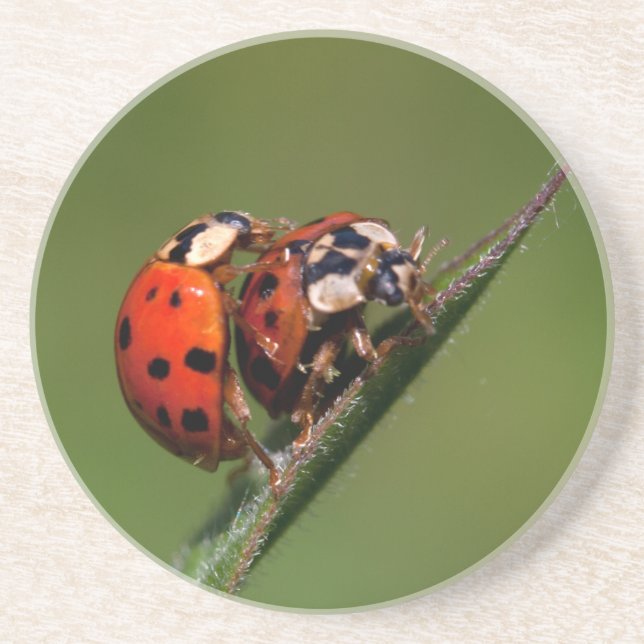 Ladybugs i Kärlek Underlägg Sandsten (Framsidan)