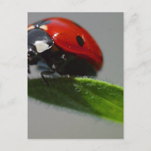 Ladybugs Insektra Vykort