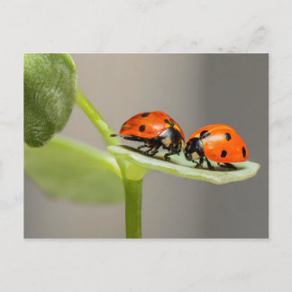 Ladybugs-kort Vykort