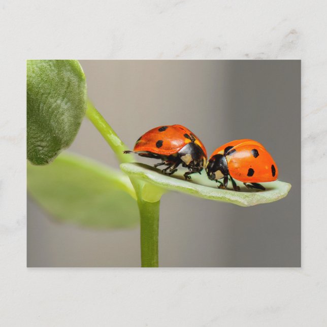 Ladybugs-kort Vykort (Framsida)