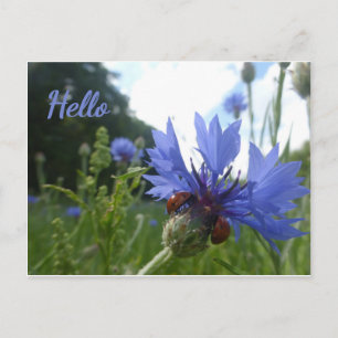 Ladybugs-möte på Cornblomme HEJ Postcard Vykort