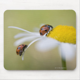 Ladybugs på en oxeye-daisy, Biei, Hokkaido Musmatta