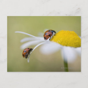 Ladybugs på en oxeye-daisy, Biei, Hokkaido Vykort