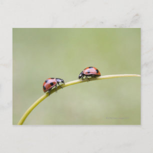 Ladybugs på stjälk, Biei, Hokkaido, Japan Vykort