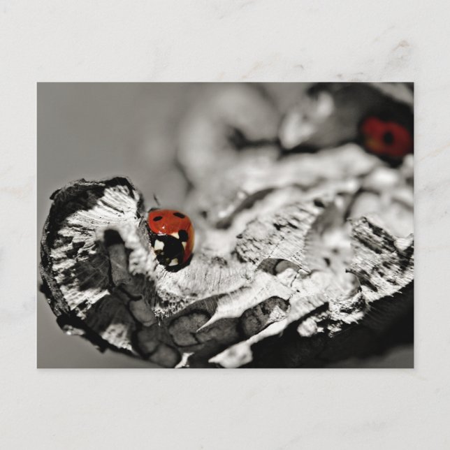 Ladybugs Postcards Vykort (Framsida)